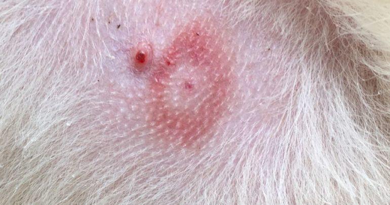 Lyme kór kutyáknál tünet