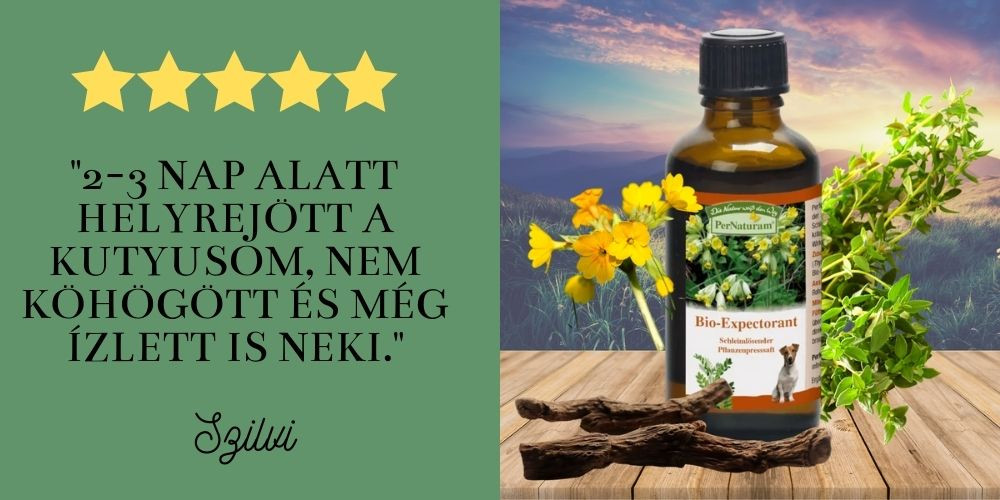 Kutya köhögés elleni szirup