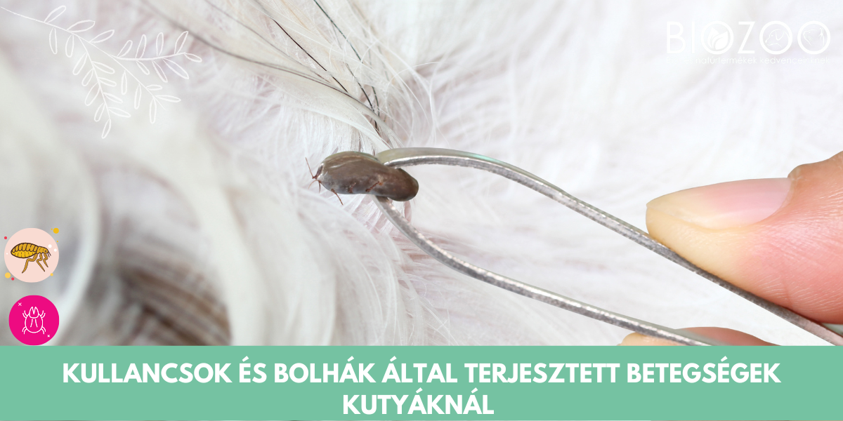 Kullancsok és bolhák által terjesztett betegségek és azok kezelése ...