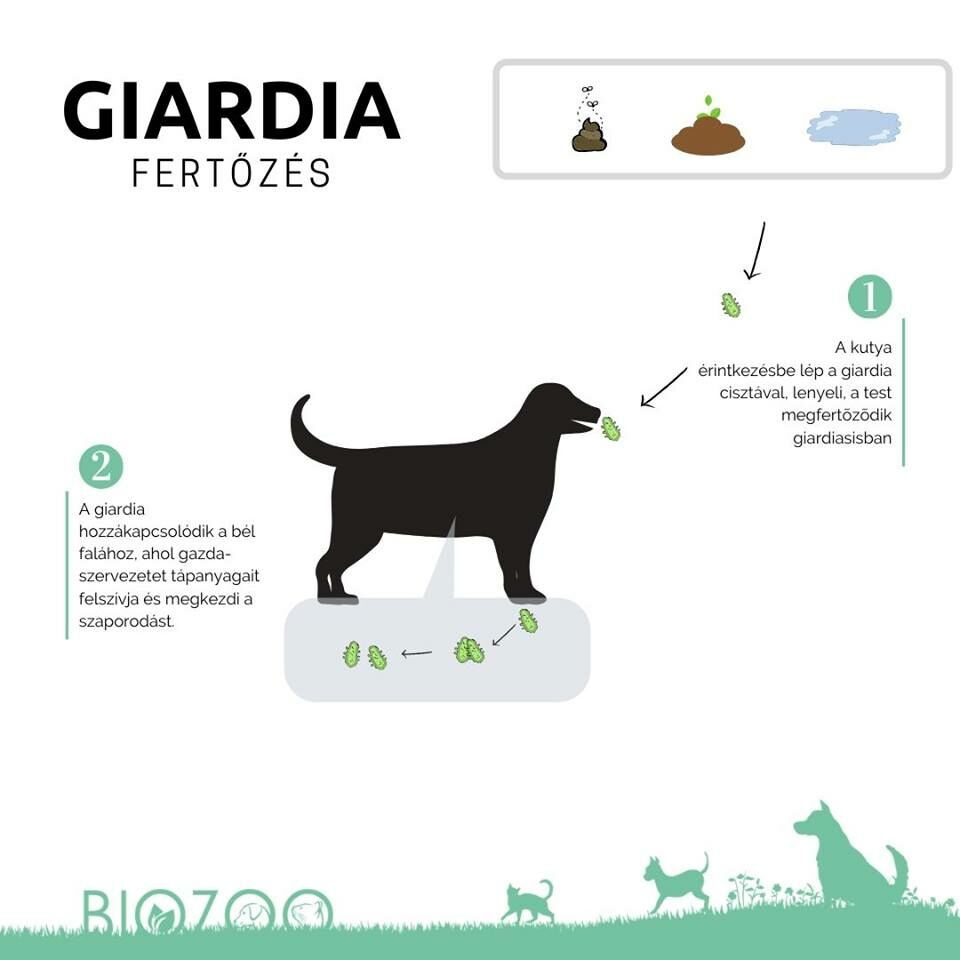 Giardia és más paraziták kezelése)
