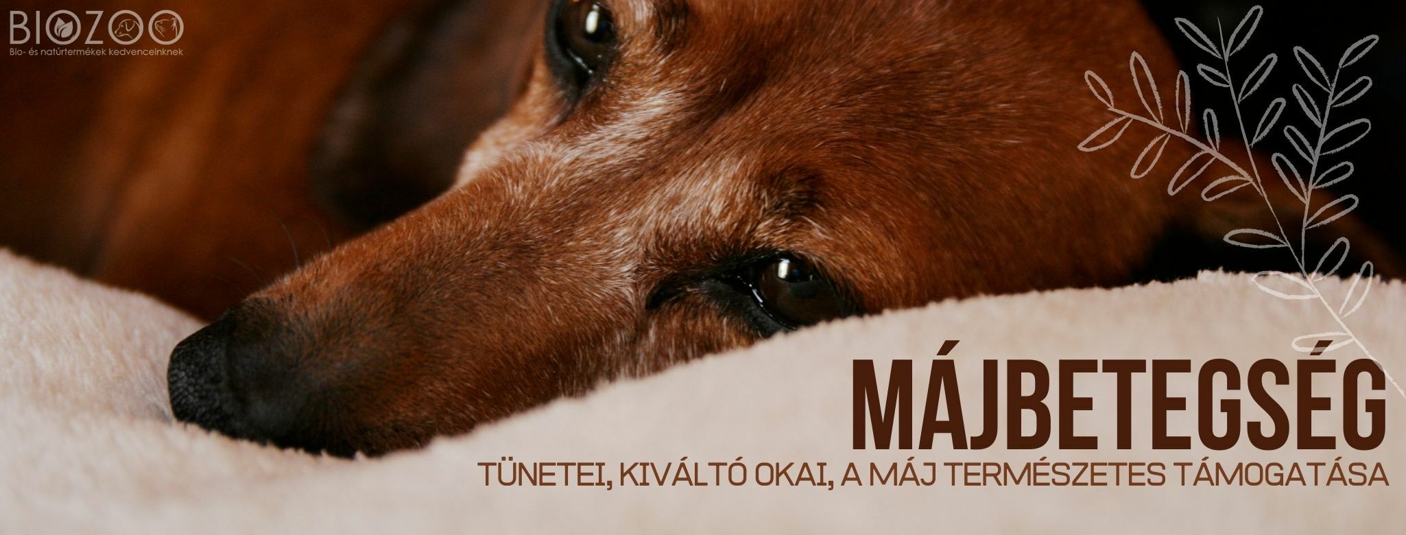 Májbetegség kutyáknál - tünetei, kialakulás lehetséges okai, természetes kezelése