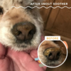 természetes orrkrém kutyáknak repedezett orra
