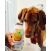 immunerősítő smoothie kutyáknak
