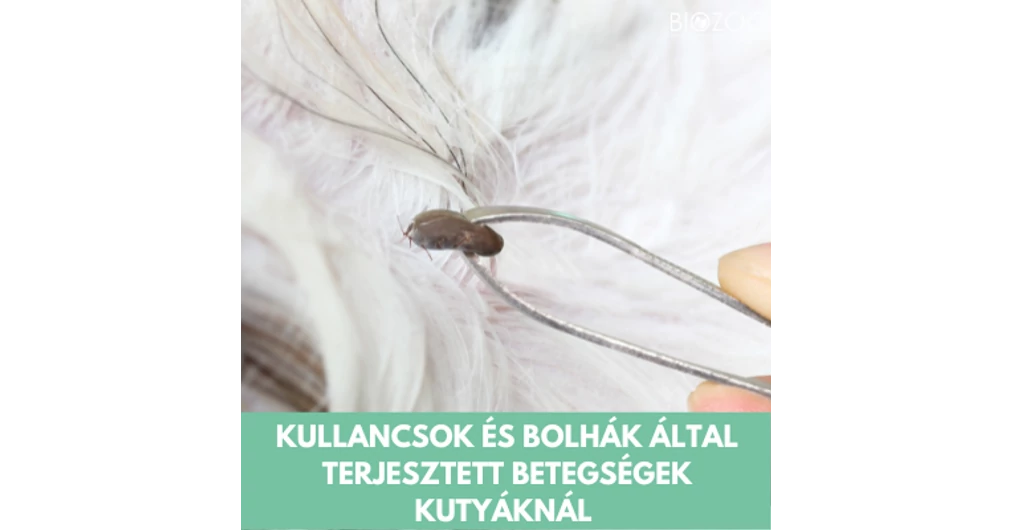 Kullancsok és bolhák által terjesztett betegségek és azok kezelése ...