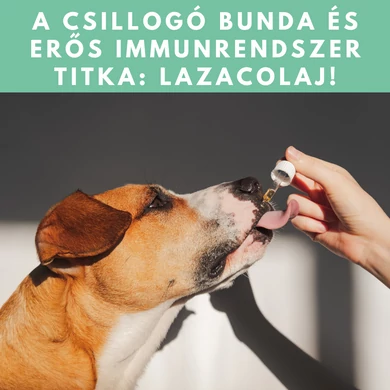A csillogó bunda és erős immunrendszer titka: lazacolaj