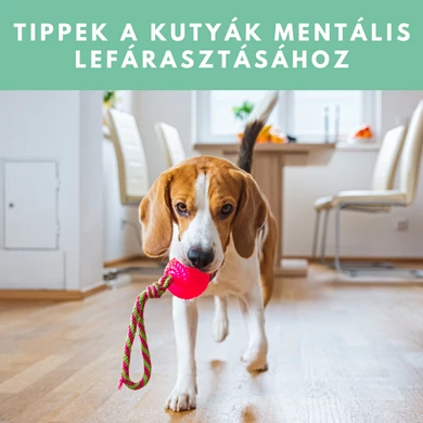 Tippek a kutyák mentális lefárasztásához