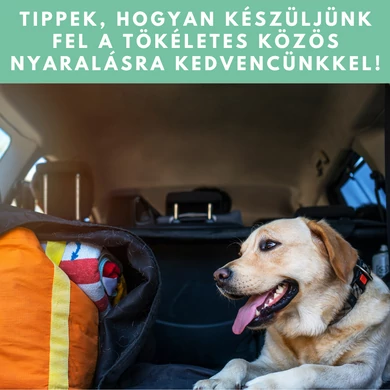 Kutyás nyaralás előkészületei