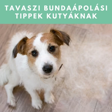 Tavaszi bundaápolási tippek kutyáknak
