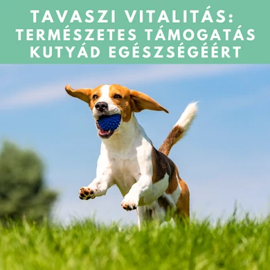 Tavaszi vitalitás: természetes támogatás kutyád egészségéért