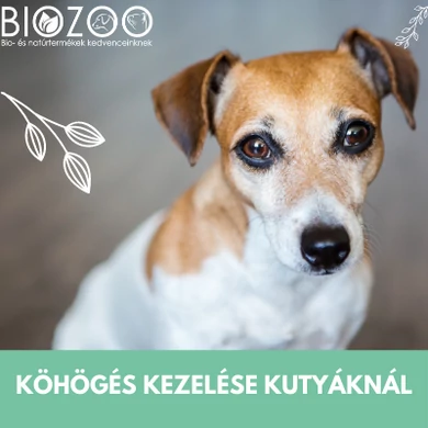 Házi praktikák köhögés ellen kutyáknak
