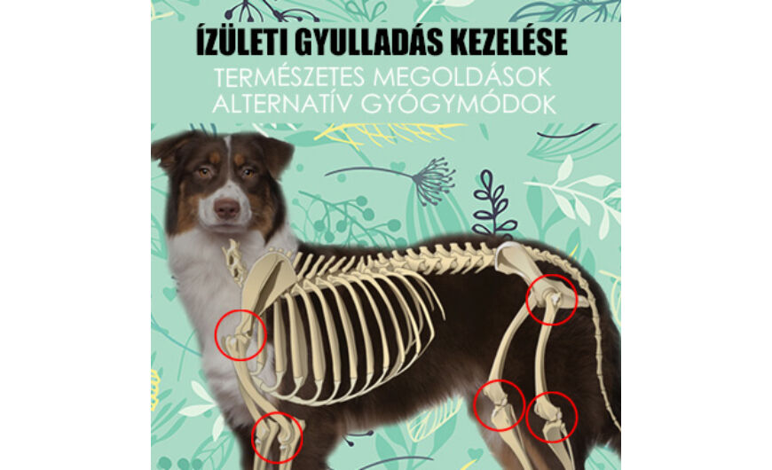 Tudnivalók a kutya ízületgyulladásáról (osteoarthritis)