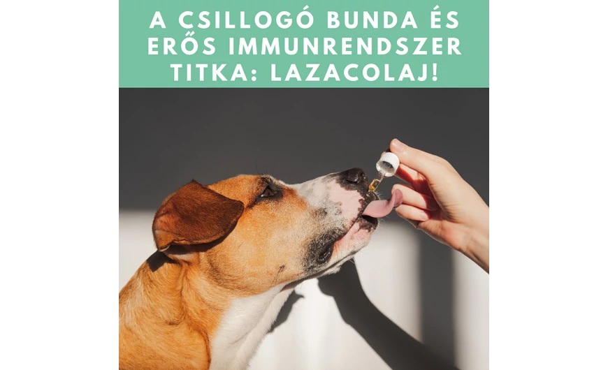 A csillogó bunda és erős immunrendszer titka: lazacolaj