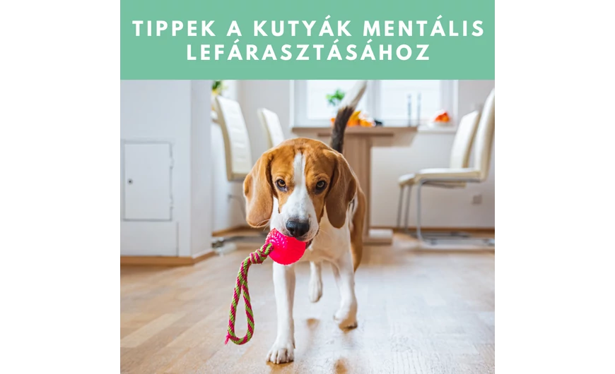 Tippek a kutyák mentális lefárasztásához