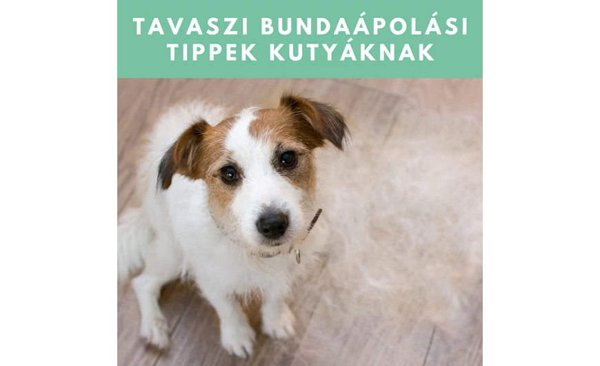 Tavaszi bundaápolási tippek kutyáknak