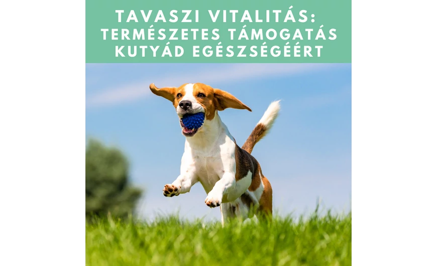 Tavaszi vitalitás: természetes támogatás kutyád egészségéért