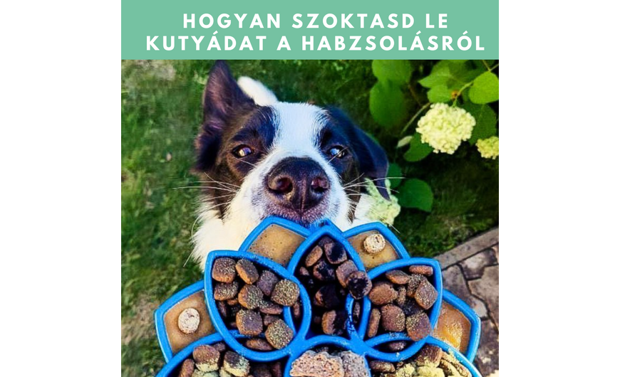 Hogyan szoktasd le kutyádat a habzsolásról