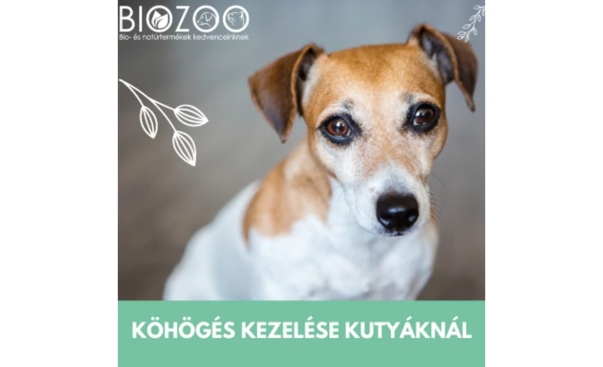 Házi praktikák köhögés ellen kutyáknak